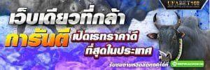 วัวชนufabet